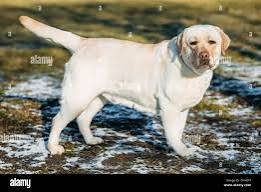 Working & Service Dogs  Some dogs serve as guide dogs for the visually impaired, therapy dogs, or police dogs.  Breeds like Labrador Retrievers and German Shepherds are commonly trained for these roles. 03332874135